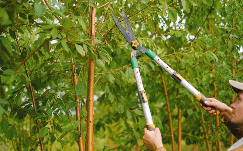 Tree trimming in Peru, IL